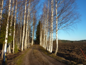 Maaliskuu 2015 017